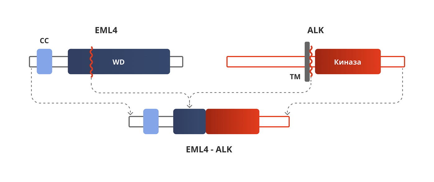 Структура слитого онкогена EML4-ALK