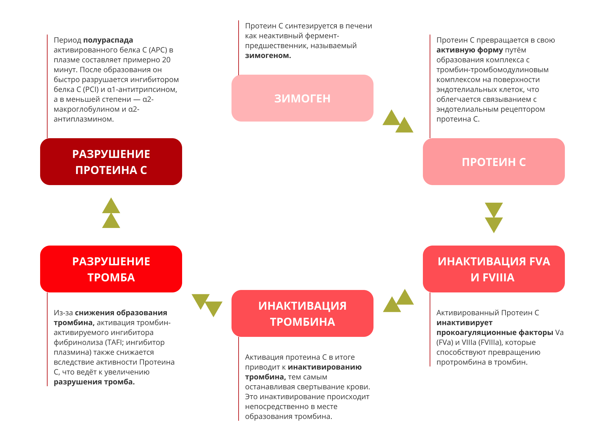 Почему протеин С так важен?