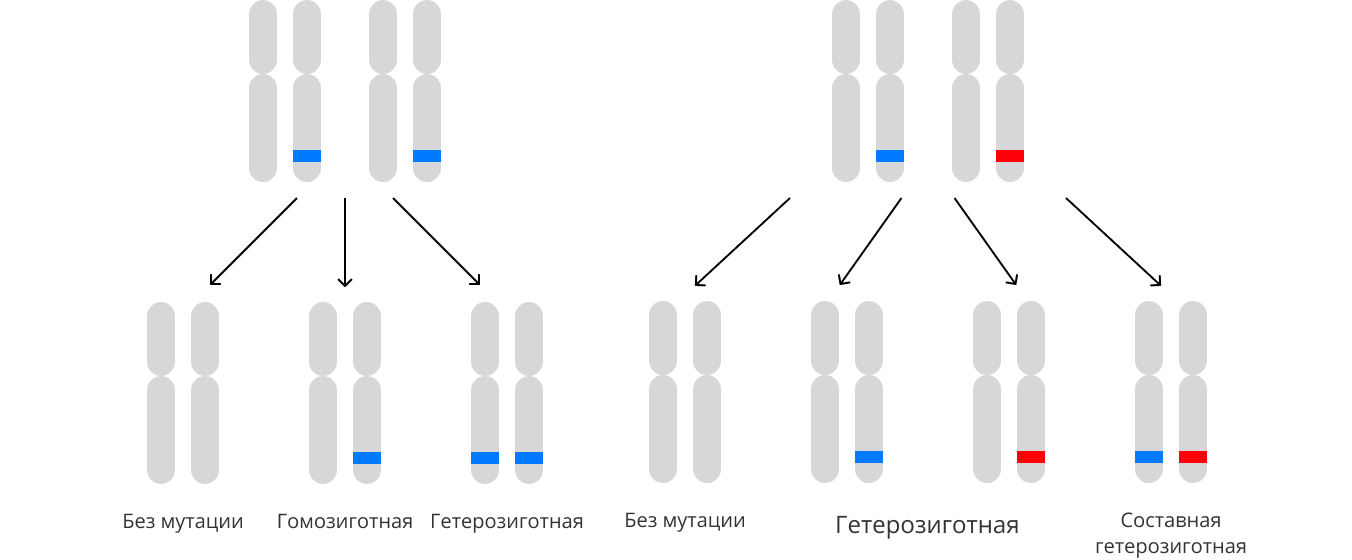 ТВНПС включает случаи гомозиготных и составных гетерозиготных мутаций в гене PROC
