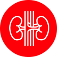 Красная круглая иконка с белым контурным изображением почек, указывающая на функции почек или состояние мочевыделительной системы.